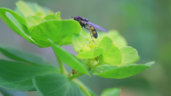 食蚜蝇