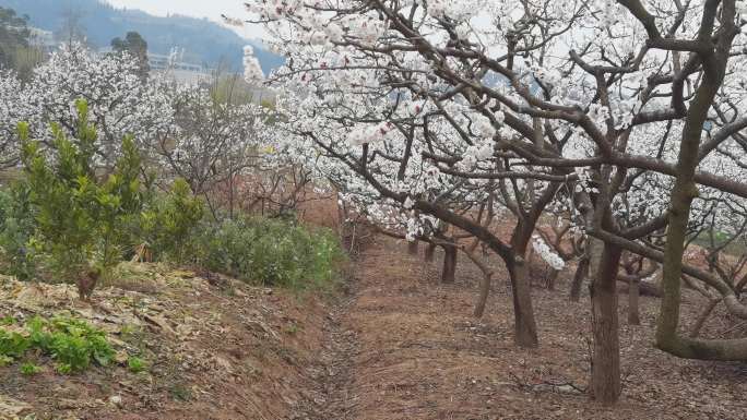 春天田野里的杏花盛开了