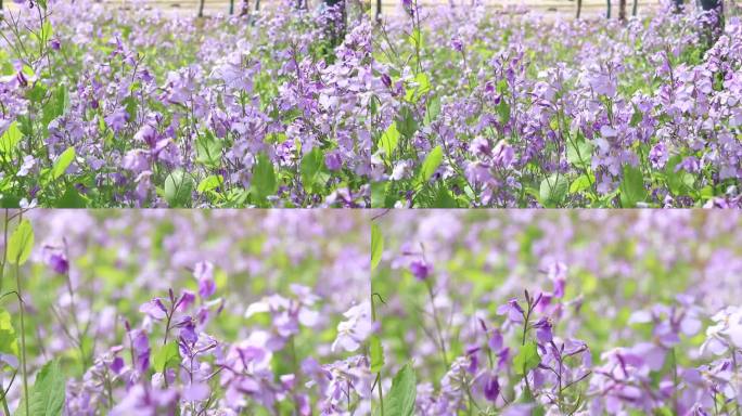 喇叭花 花丛 花海 诸葛菜 紫金草