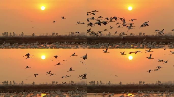夕阳与白鹤飞翔