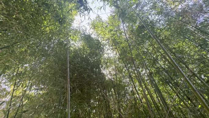 竹林 竹子 熊猫的食物 竹叶 竹竿