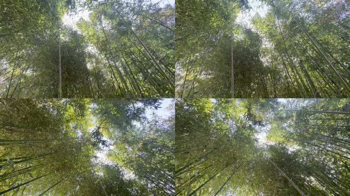 竹林 竹子 熊猫的食物 竹叶 竹竿