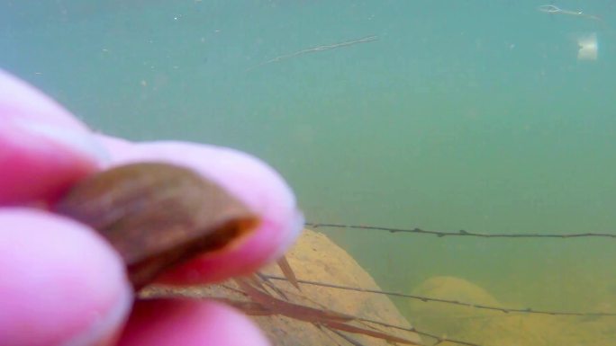 水下摄影-水下河底世界-捞鱼捞虾