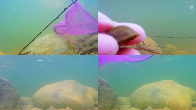 水下摄影-水下河底世界-捞鱼捞虾