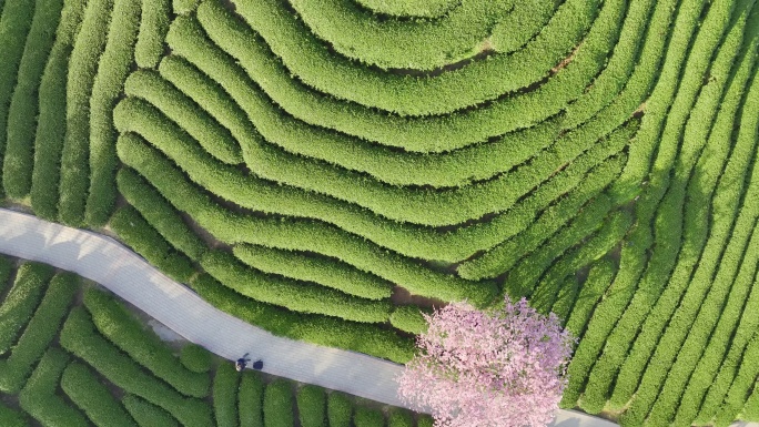 航拍龙岩永福茶园樱花