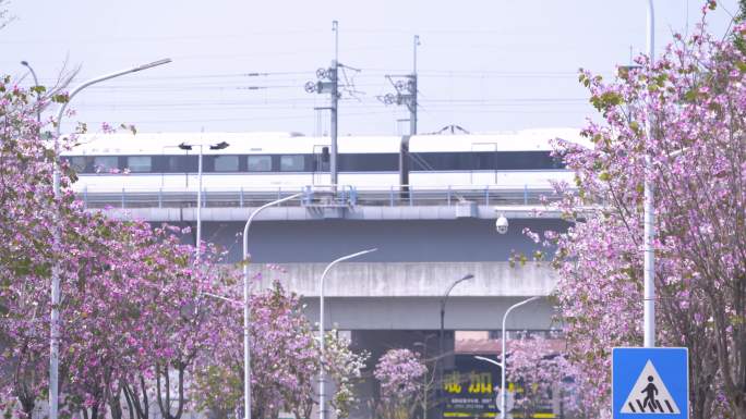 春夏时节，高铁穿梭城市经过紫荆花树
