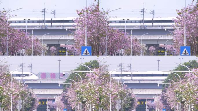 春夏时节，高铁穿梭城市经过紫荆花树