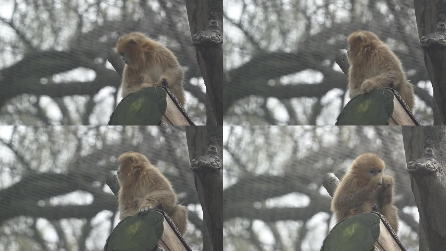 红山动物园金丝猴