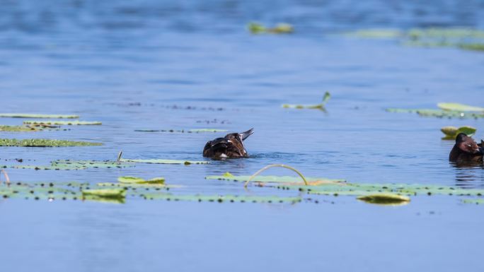 青头潜鸭夏天戏水视频