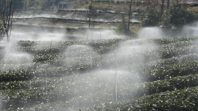 茶园进行水肥一体灌溉喷灌