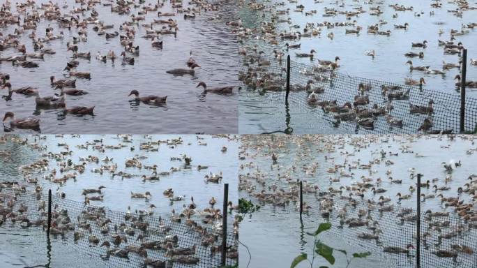 嬉戏泳玩的一群圈养鸭子