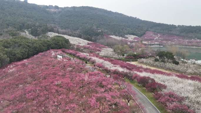 张家港香山景区梅花大气航拍2