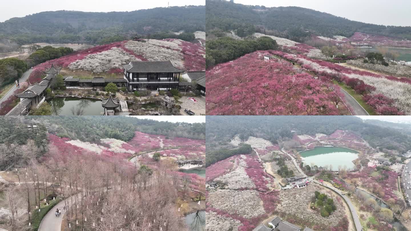 张家港香山景区梅花大气航拍2