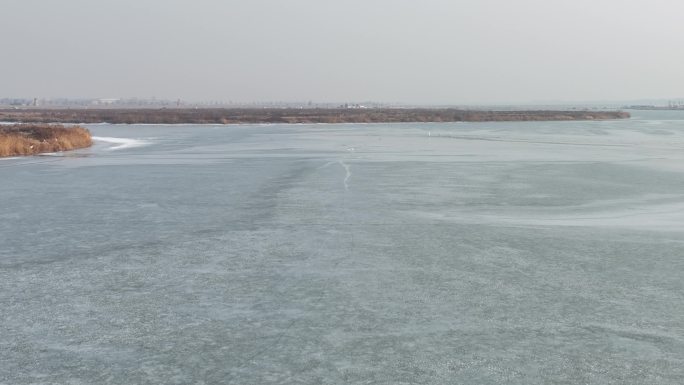 滹沱河白鹭