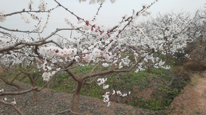 春天田野里的杏花盛开了