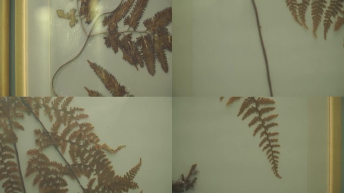 【镜头合集】被子植物孢子植物标本 (2)
