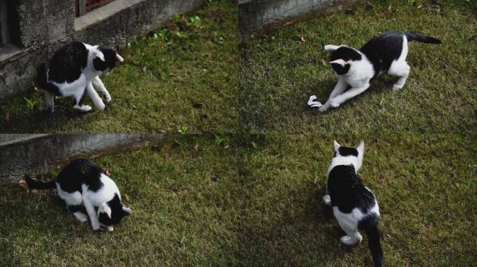 草坪上黑白相间的猫 嬉戏调皮打闹