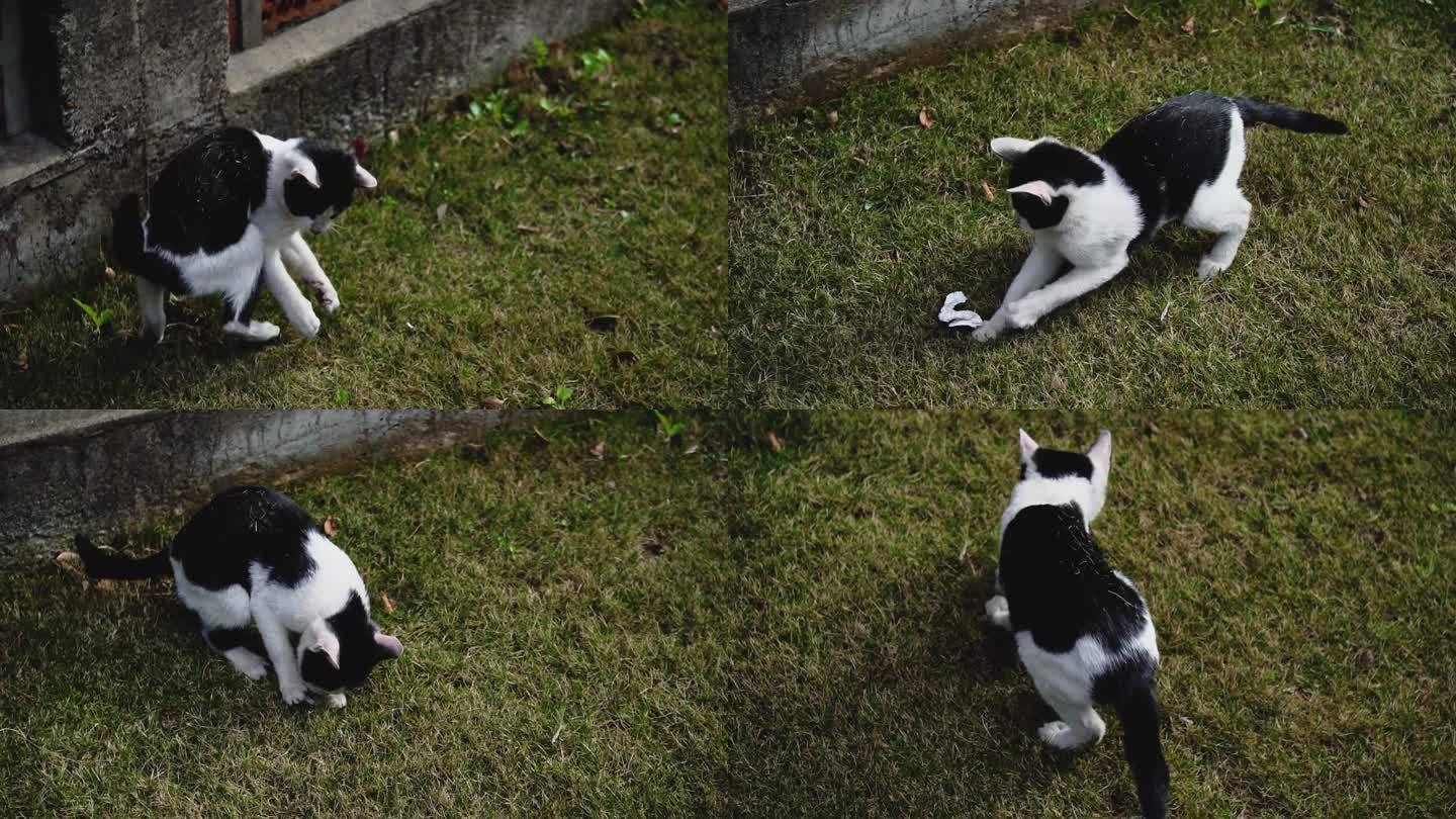 草坪上黑白相间的猫 嬉戏调皮打闹