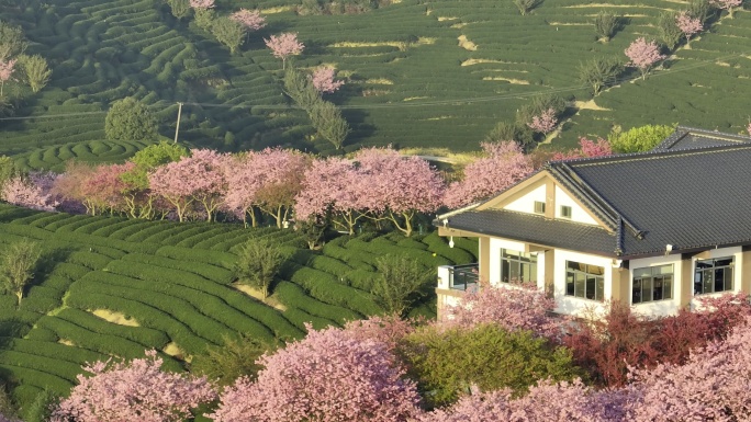 航拍龙岩永福茶园樱花