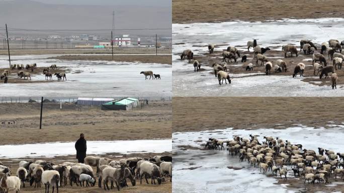 4K_航拍冰雪草原上行走的动物及牧羊人