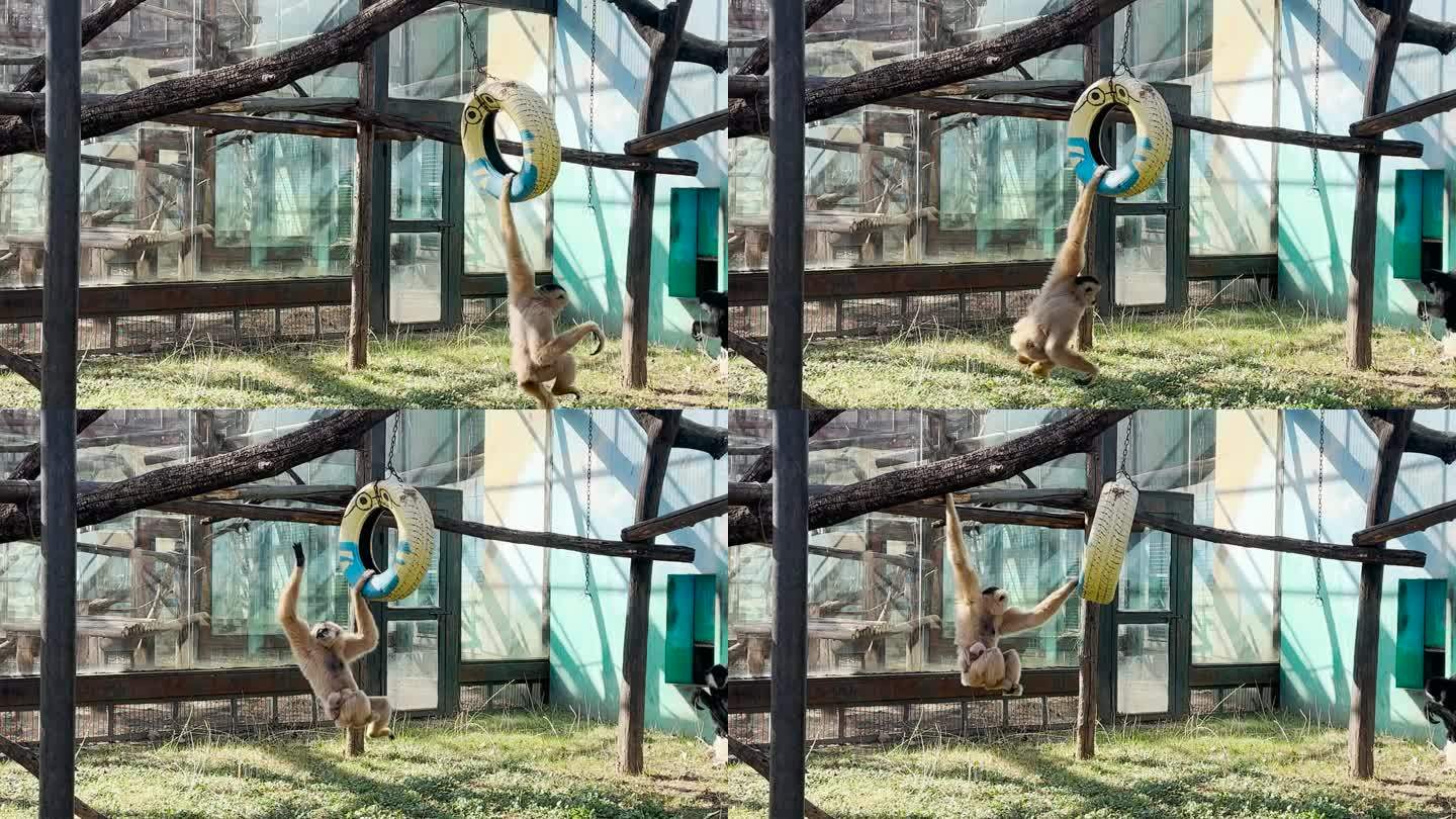猴子玩耍猴子保护动物野生动物园珍稀动物