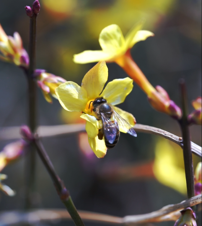 竖屏蜜蜂在迎春花里采蜜