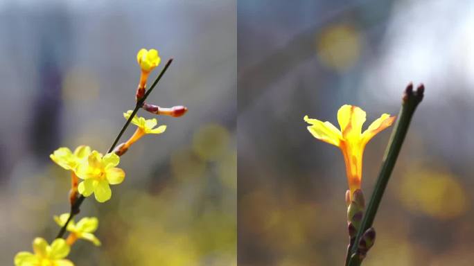 竖屏蜜蜂在迎春花里采蜜