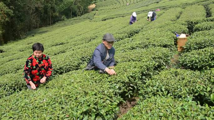 茶叶茶绿茶采茶茶山春茶茶园实拍