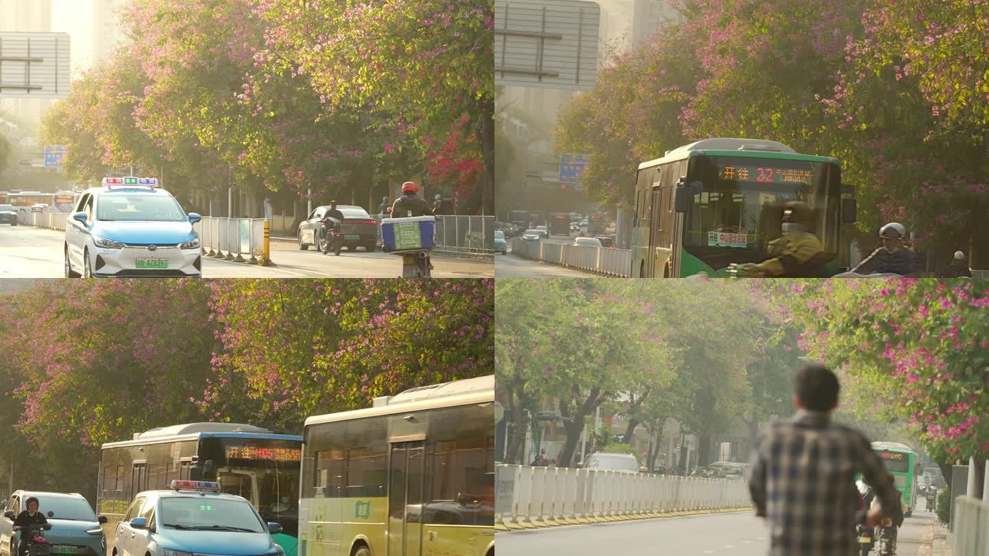 在上下班的路上遇见花开