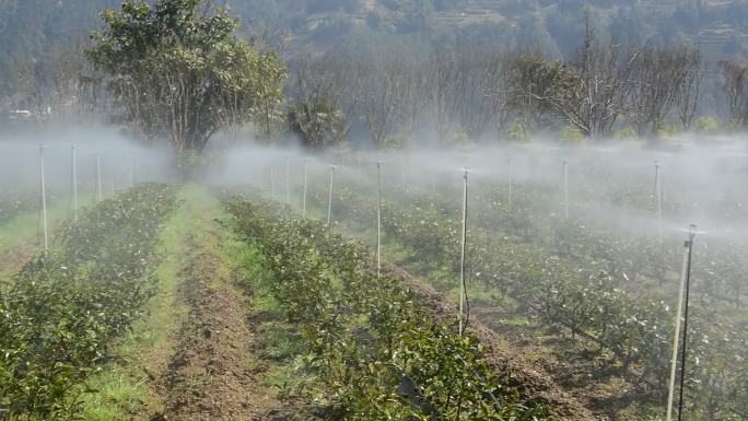 茶园进行水肥一体灌溉喷灌
