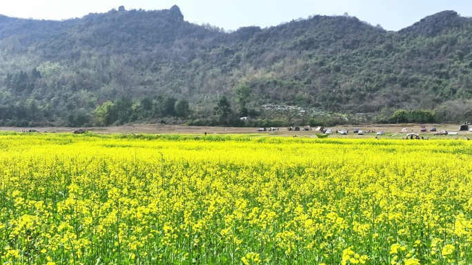 春天阳光下桂林山谷中田地里盛开的油菜花