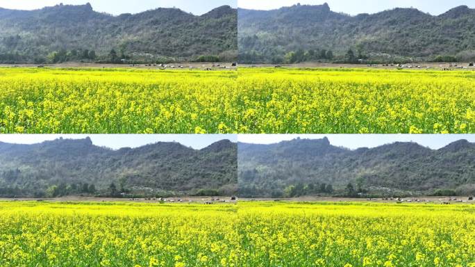春天阳光下桂林山谷中田地里盛开的油菜花