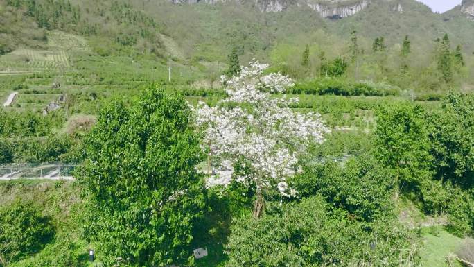 茶园茶山风光