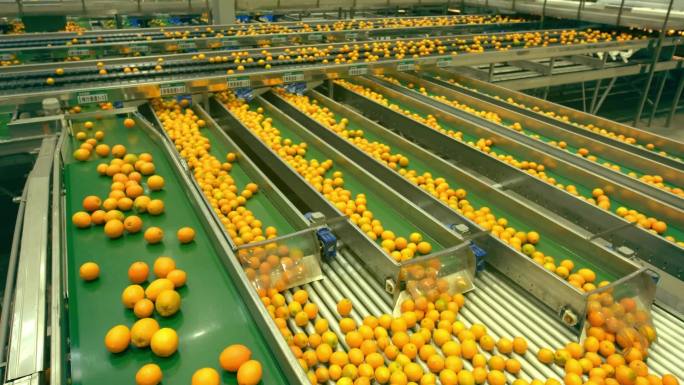 脐橙加工流水线现代工厂食品加工水果