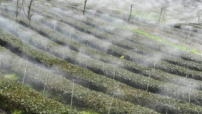 茶园进行水肥一体灌溉喷灌