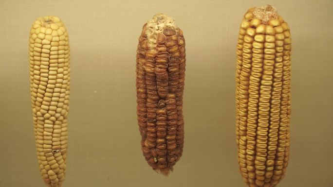 镜头合集多种玉米玉蜀黍粗粮标本
