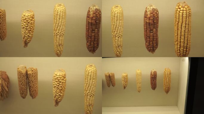 镜头合集多种玉米玉蜀黍粗粮标本