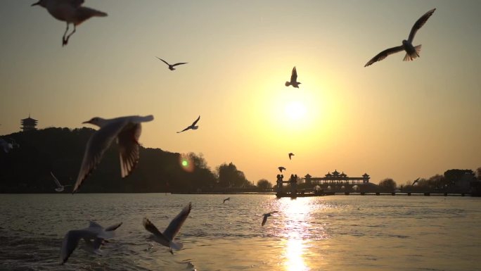 鼋头渚夕阳红嘴鸥太湖仙岛海鸥