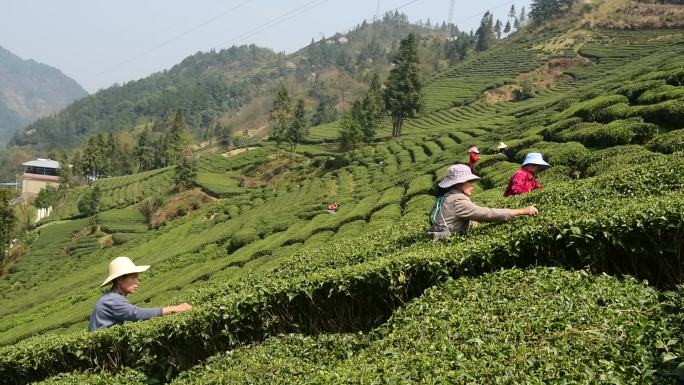 茶叶茶绿茶采茶茶山春茶茶园实拍