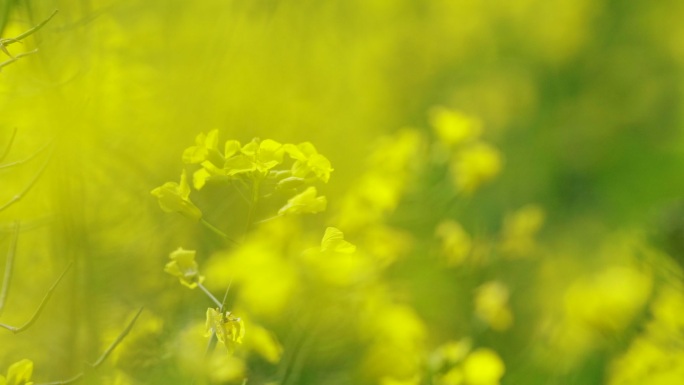 油菜花花朵特写升格