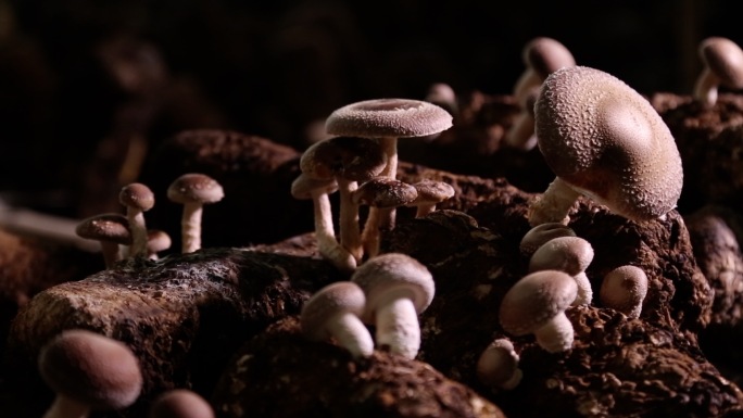 食用菌 蘑菇种植