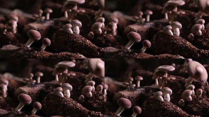 食用菌 蘑菇种植