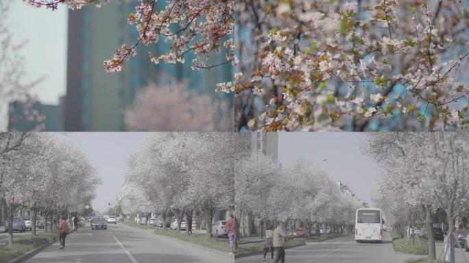 网红樱花街道，春天路人赏花