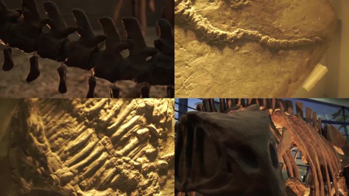 镜头合集古生物恐龙骨架化石标本(1)