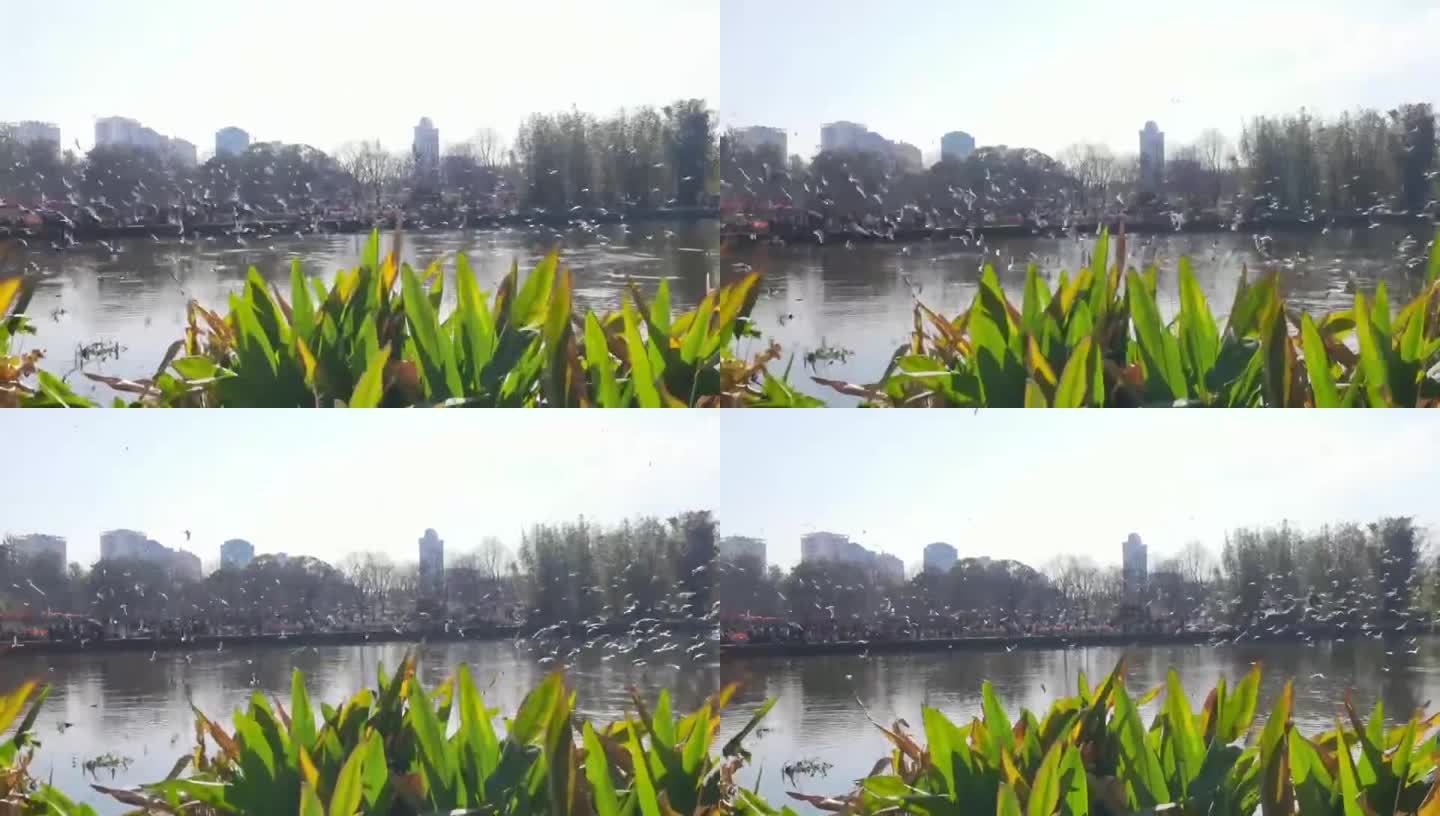 云南湖边鸟飞动视频素材