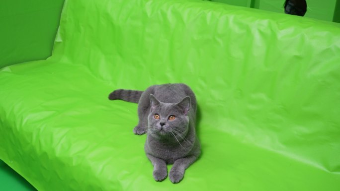 动物 猫 猫咪 蓝猫 绿幕抠图背景