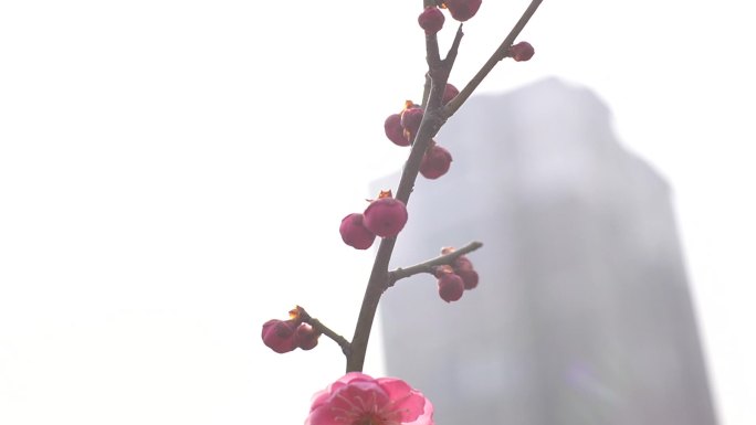 初春 春天 梅花 花骨朵 花蕊 花 花开