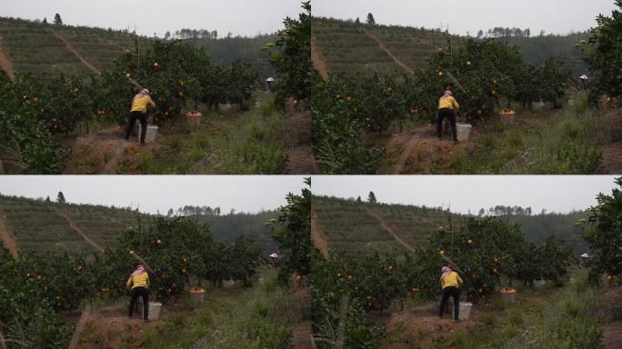 果农正在摘脐橙