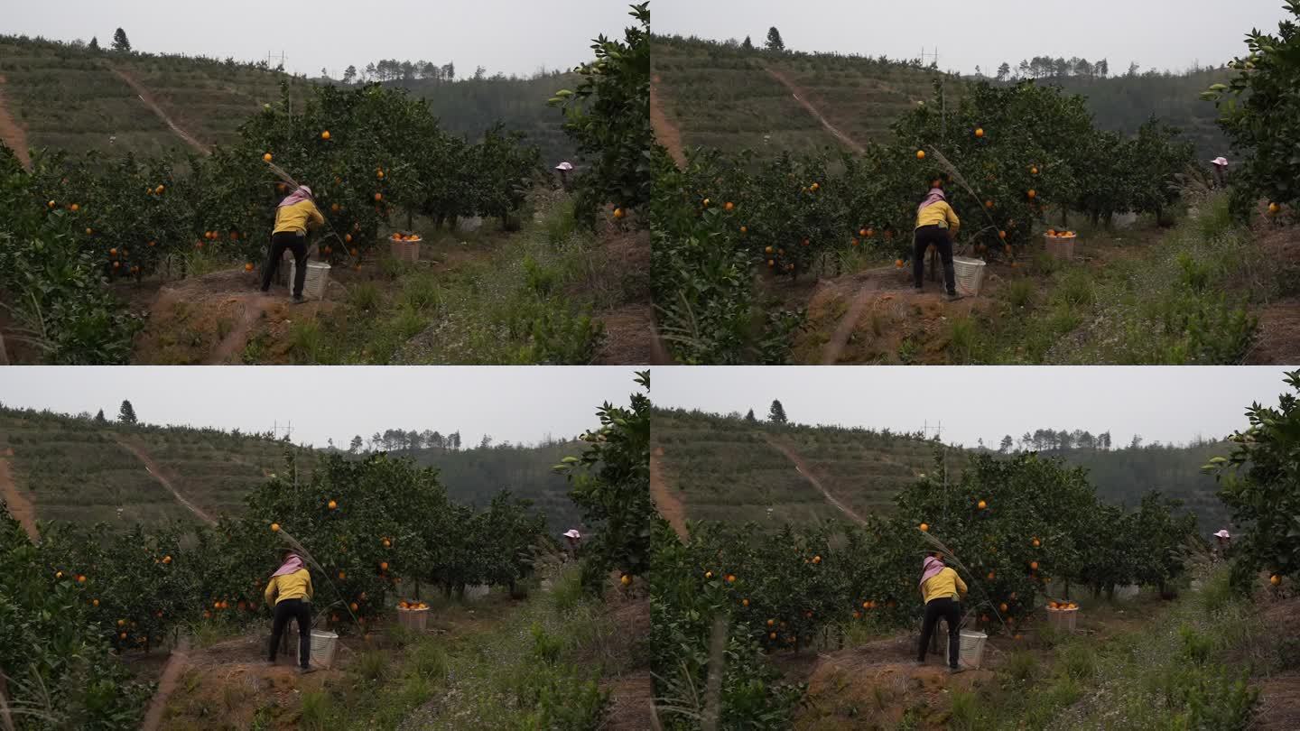 果农正在摘脐橙
