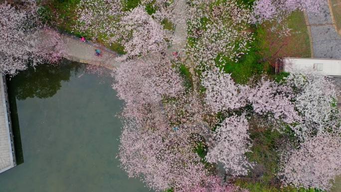 长沙樱花